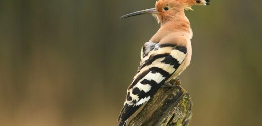 Wyglądają jak z tropików, żyją w Polsce. Ptaki, które zachwycają kolorami