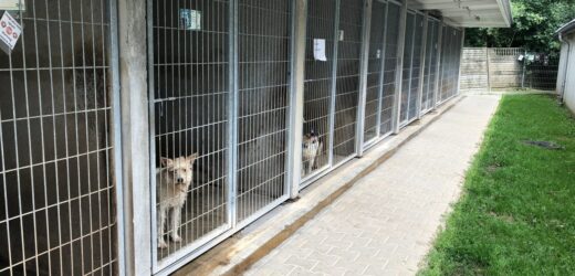 Rekordowo dużo psów i kotów w schroniskach