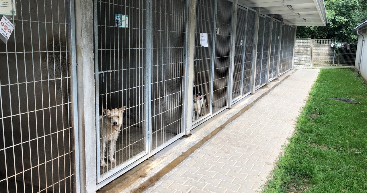Rekordowo dużo psów i kotów w schroniskach
