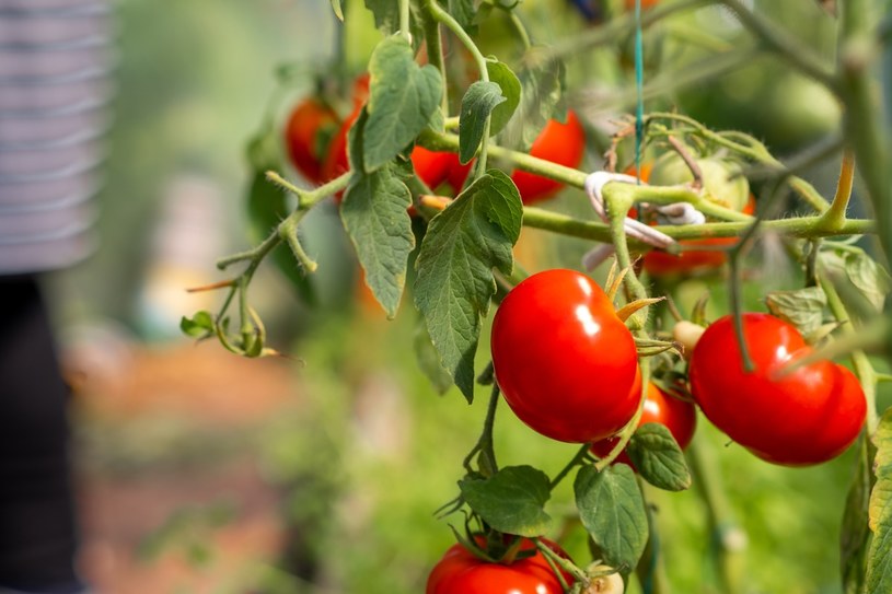 Pomidory dojrzeją w mgnieniu oka. Wystarczy, że obok położysz ten owoc