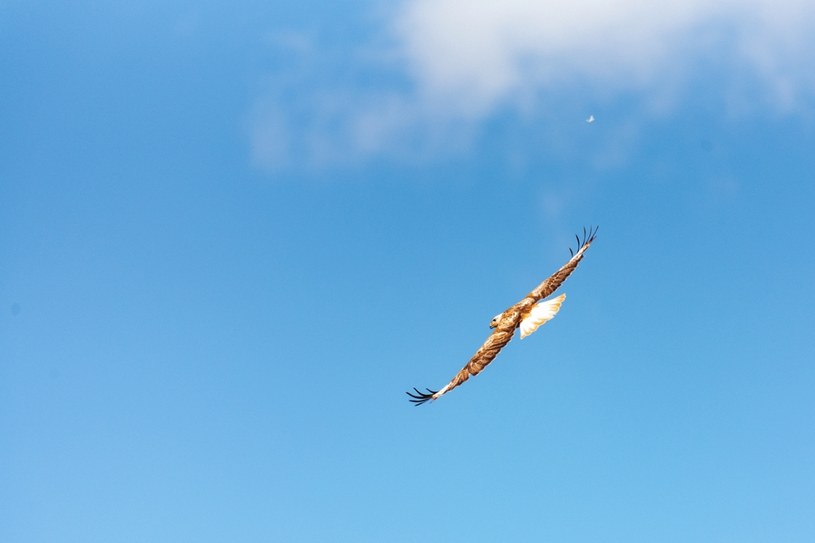 Rzadki gość na polskim niebie. W jednych budzi zachwyt, w innych strach