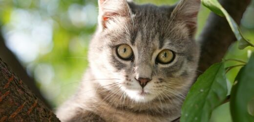 Twój kot nagminnie miauczy? Powodów może być kilka