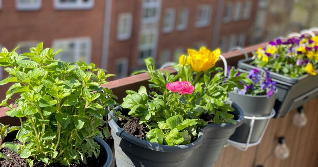 Masz piękny balkon i mieszkasz w Katowicach? Możesz wygrać nawet 2,5 tys. złotych