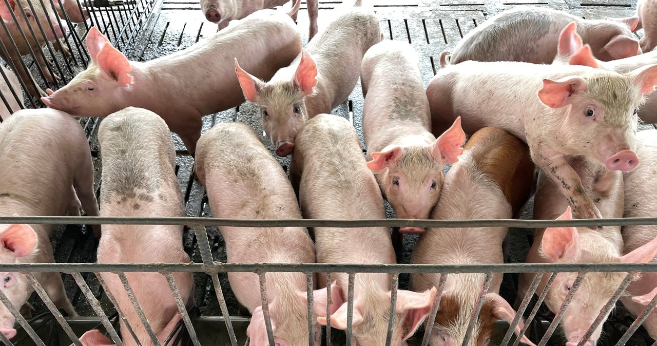 Ognisko ASF w powiecie kwidzyńskim. W gospodarstwie 150 świń