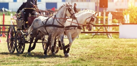„Złoty bat sołtysa” i furmańskie złoto. Przygoda w stylu country na Podkarpaciu