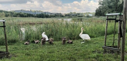 ZZM apeluje do mieszkańców Krakowa o niedokarmianie ptaków