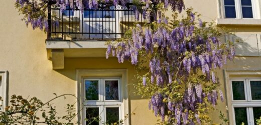 Oto 5 najpiękniejszych pnączy na balkon. Posadź i ciesz się zasłoną pełną kwiatów