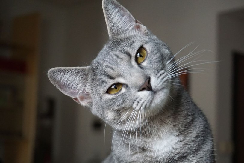Nie wiesz, kiedy urodził się twój kot? Tak łatwo obliczysz jego wiek