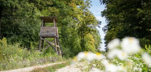 Szykowali się na polowanie. Przypadkowy wystrzał zabił 29-latka