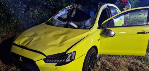 Łoś uderzył w auto. Maleńki york pobiegł za nim do lasu