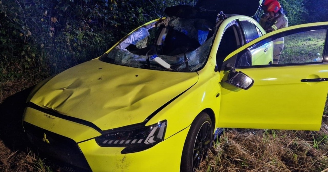 Łoś uderzył w auto. Maleńki york pobiegł za nim do lasu