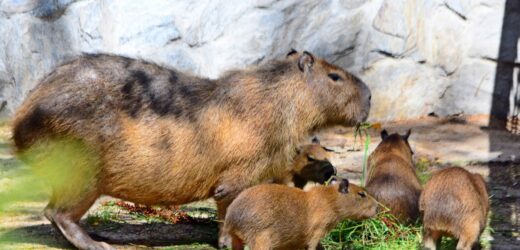 Gdańskie zoo ma nowych mieszkańców. To cztery małe kapibary