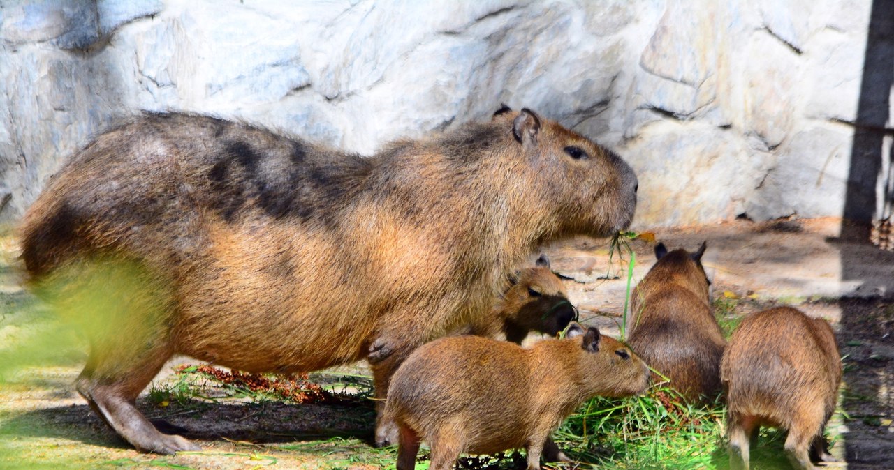 Gdańskie zoo ma nowych mieszkańców. To cztery małe kapibary