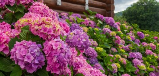 Zrób to z hortensją do końca sierpnia. Obsypie ogród bujnymi kwiatami
