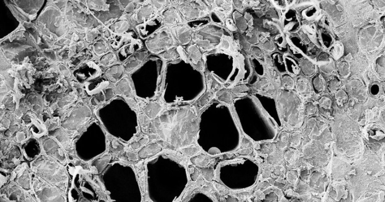 Niezwykłe właściwości tulipanowca mogą pomóc w walce ze zmianami klimatu