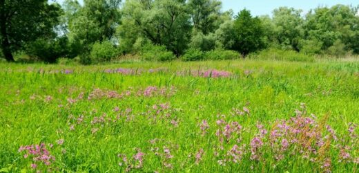 Rośnie na łąkach, przydrożach i w lasach. Lasy Państwowe: Należy się wystrzegać