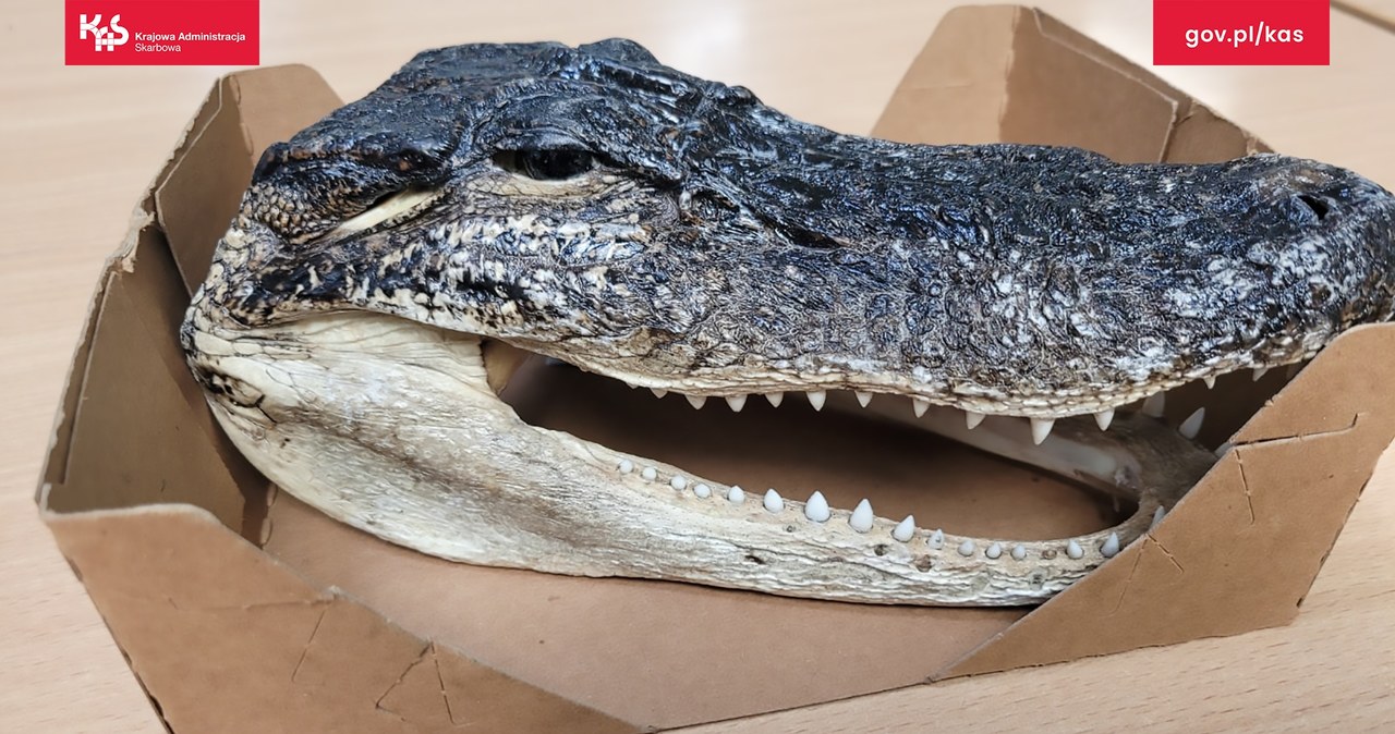 Czaszka aligatora, czyli co Polacy przywożą z wakacji