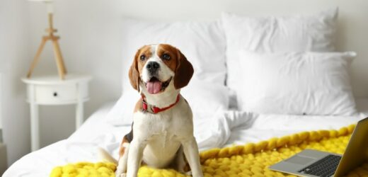 Pies lubi zasypiać w twoim łóżku? Ma do przekazania ważną wiadomość
