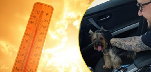 Pies zamknięty w nagrzanym bmw. Na zewnątrz było blisko 30 stopni