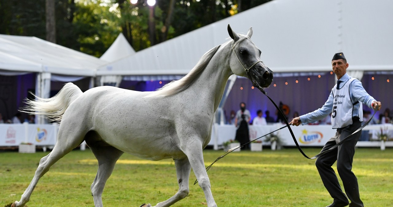 Pride of Poland po raz 55. w Janowie Podlaskim. 18 koni na aukcji