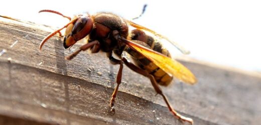 Szerszeń wleciał do domu? Zachowaj spokój i wykonaj jedną czynność