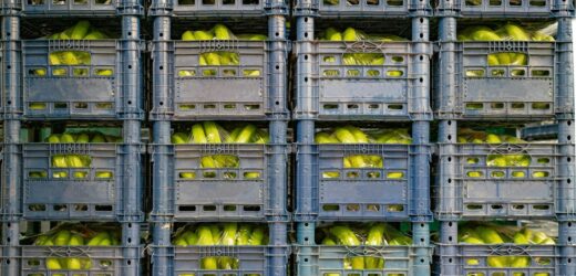 Narkotyki warte ponad 1 mln euro ukryte w transporcie bananów