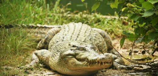 Szczątki zaginionego turysty wewnątrz ogromnego krokodyla