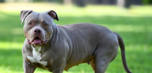 American bully rzucił się na kobietę na kempingu