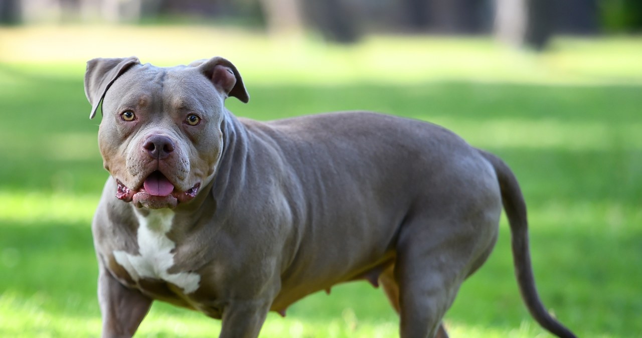 American bully rzucił się na kobietę na kempingu