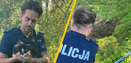 Zakopała żywcem małego kota. Policję powiadomiła jej córka