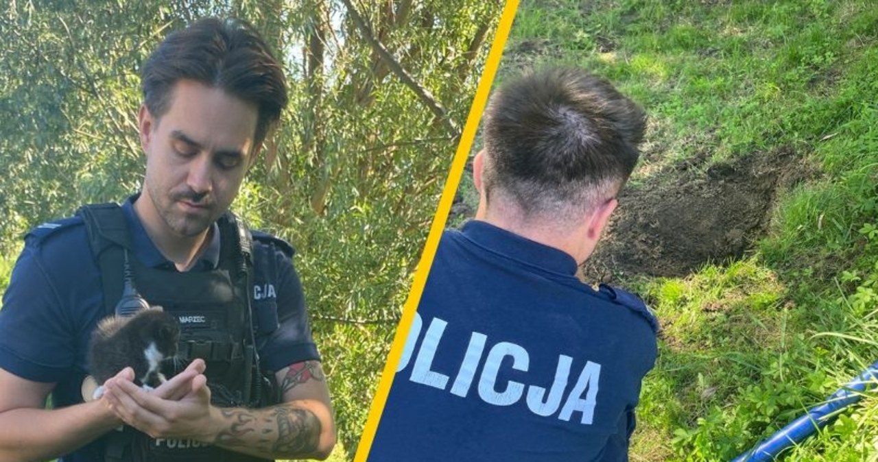 Zakopała żywcem małego kota. Policję powiadomiła jej córka