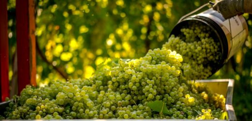 Problem węgierskich winnic. Zagrożona produkcja tokaju