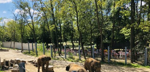 Dzień słonia w łódzkim Orientarium