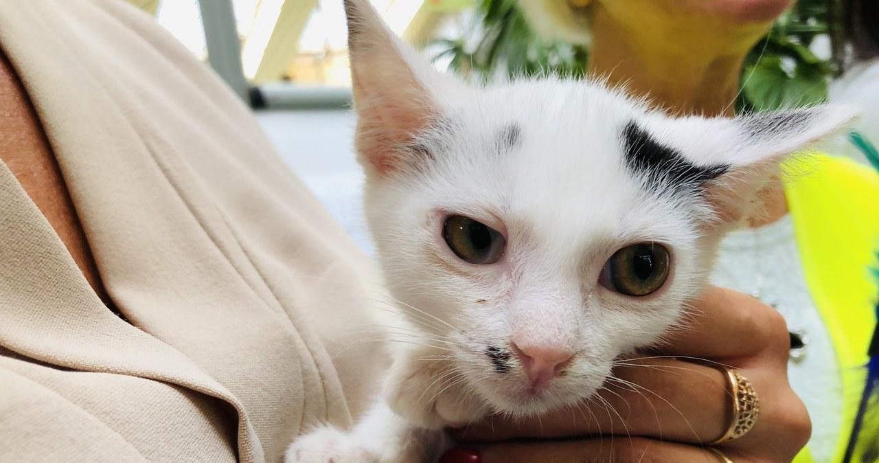 Przygarnij mruczka, również wirtualnie