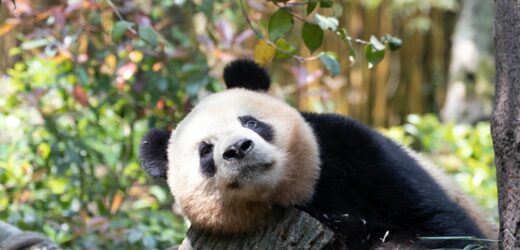 Najstarsza panda zadebiutowała w roli mamy. Urodziła bliźniaki