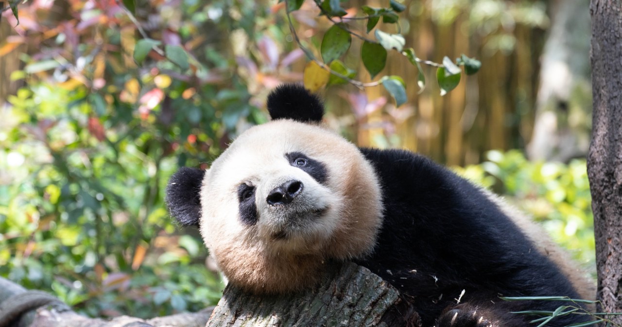 Najstarsza panda zadebiutowała w roli mamy. Urodziła bliźniaki