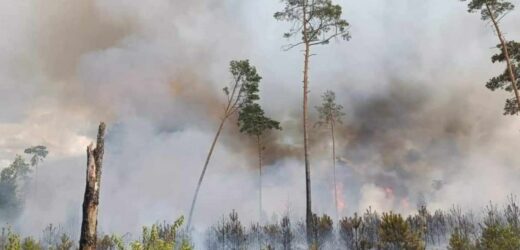 Duży pożar lasu w okolicy Ciemielinowa opanowany