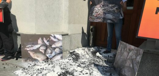 Śnięte ryby w okolicach Dzierżna. Przedstawiciele Greenpeace protestują