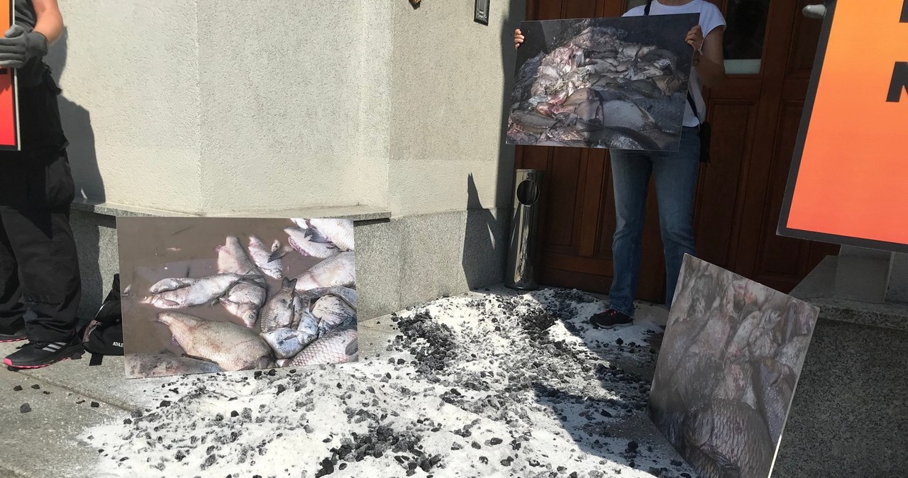 Śnięte ryby w okolicach Dzierżna. Przedstawiciele Greenpeace protestują