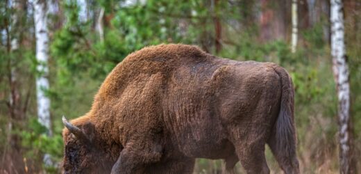 Bizon-uciekinier zastrzelony. Środowisko łowieckie: Zostało złamane prawo