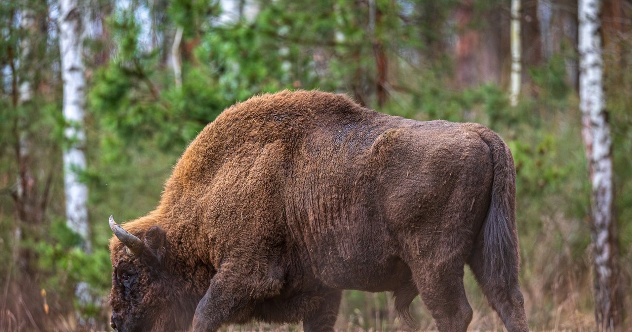 Bizon-uciekinier zastrzelony. Środowisko łowieckie: Zostało złamane prawo
