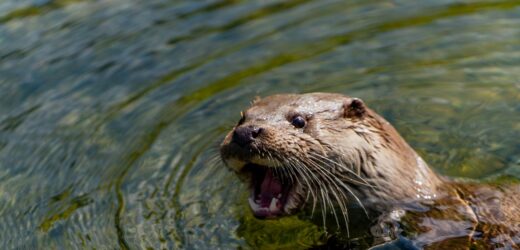 Harry z Rotterdamu zamieszkał w łódzkim zoo
