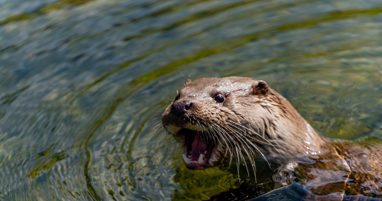 Harry z Rotterdamu zamieszkał w łódzkim zoo
