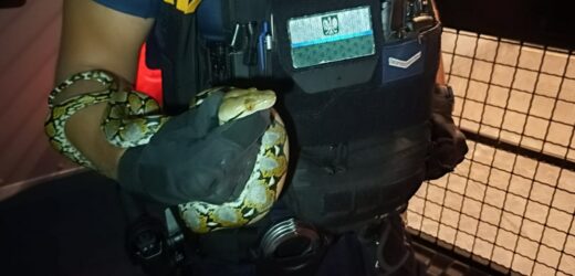 Odnalazł się pyton królewski, wyrzucony przez okno w Stalowej Woli