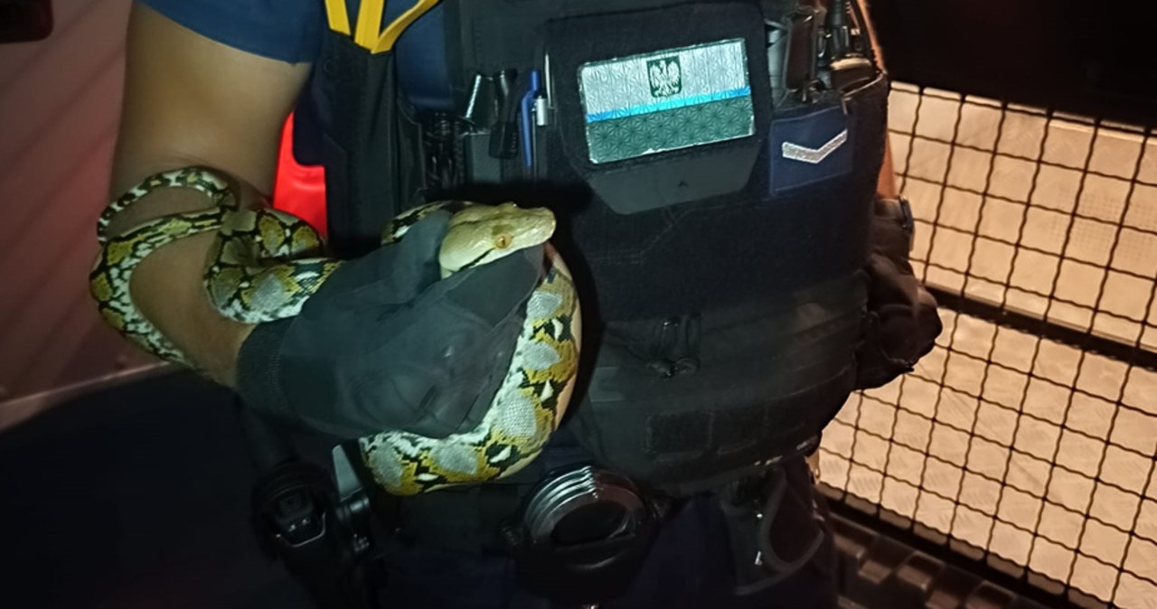 Odnalazł się pyton królewski, wyrzucony przez okno w Stalowej Woli