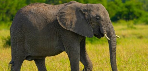 „Historyczne wydarzenie”. Ostatni słoń z zoo w RPA odzyskał wolność
