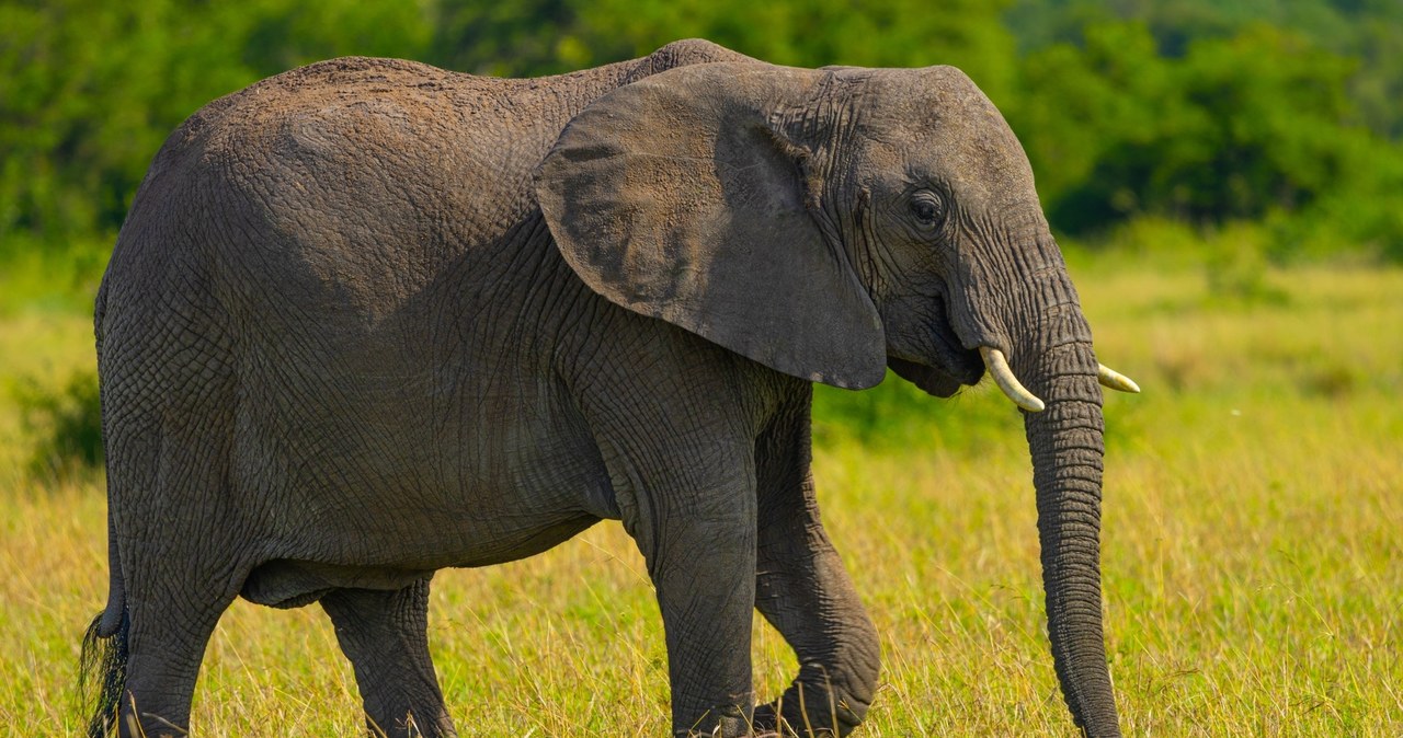 „Historyczne wydarzenie”. Ostatni słoń z zoo w RPA odzyskał wolność