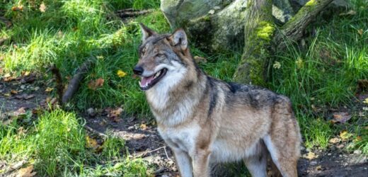 Kilkanaście wilków po polskiej stronie Karkonoszy