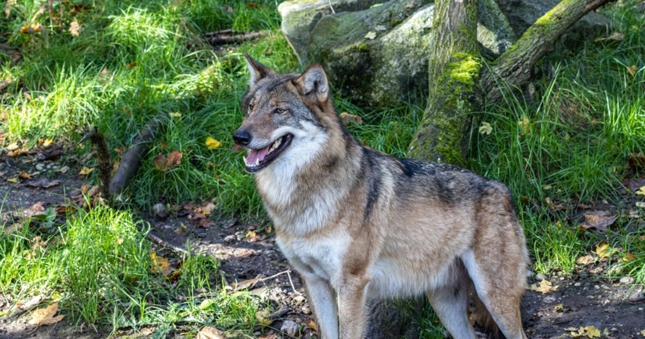 Kilkanaście wilków po polskiej stronie Karkonoszy