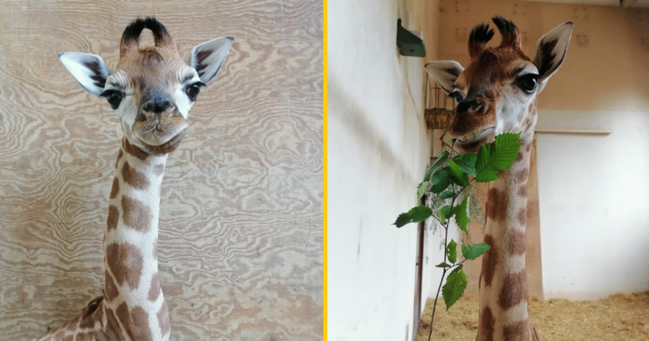 Warszawskie zoo ma nową mieszkankę. Wołają na nią Pietruszka